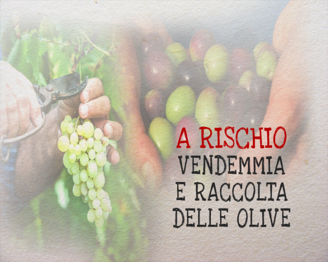 vendemmia e raccolta olive