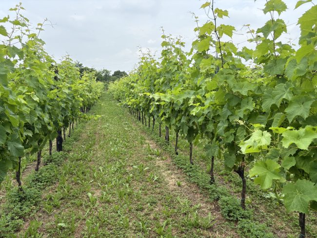 Capriano del Colle (Brescia)