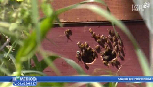 Le straordinarie proprietà benefiche del miele di Rimini