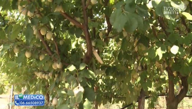 Le straordinarie proprietà benefiche delle prugne antiche a Salvaterra (Emilia Romagna)