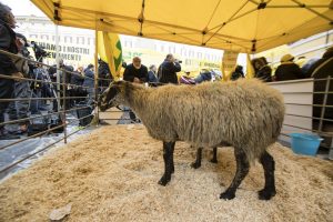 Terremoto: Coldiretti, allevatori e pecore a Montecitorio