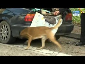 bruxelles-nel-quartiere-di-molenbeek-messo-a-ferro-e-fuoco-dalla-polizia-decine-di-arresti