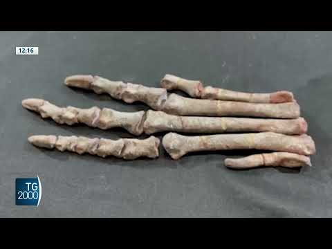 argentina scoperto raro fossile di un antichissimo dinosauro