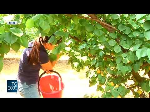 cgil in agricoltura le donne pi249 sfruttate degli uomini