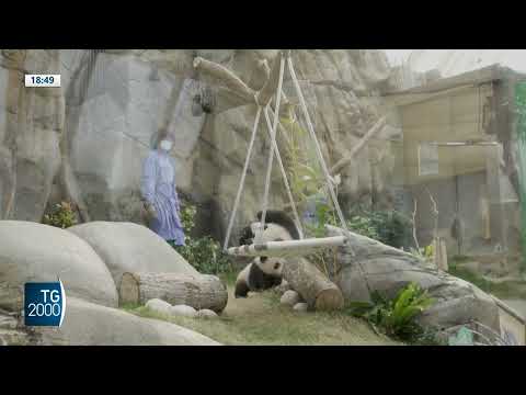 giappone addio ai panda giganti di tokyo da Tv2000.it giappone addio ai panda giganti di tokyo