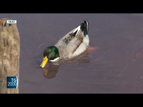 A Pozzuoli il lago si tinge di rosso