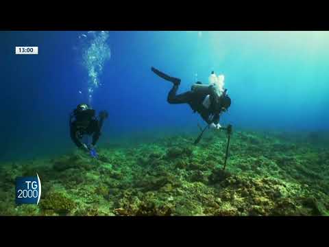giornata mondiale oceani contengono il 97 dell8217acqua del pianeta da Tv2000.it giornata mondiale oceani contengono il 97 dell8217acqua del pianeta