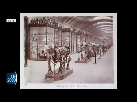 a londra riapre dopo 80 anni il museo di storia naturale da Tv2000.it a londra riapre dopo 80 anni il museo di storia naturale