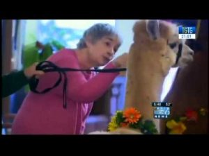 pet-therapy-a-berlino