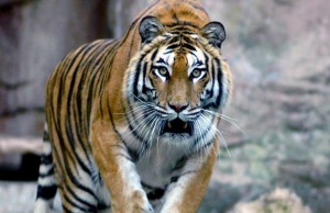 Tigri del Sumatra