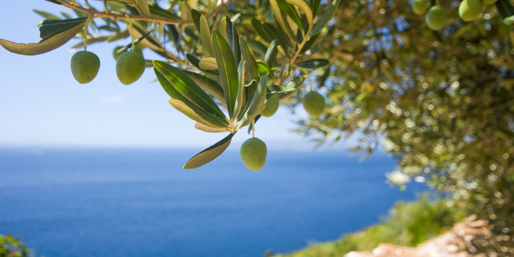 12 ottobre – Inizia la raccolta delle olive. Come sarà l’olio del 2020?