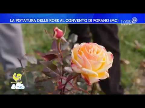 La potatura delle rose al Convento di Forano (MC)