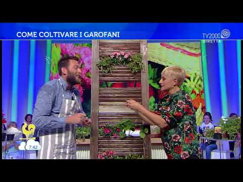 Il garofano: varietà e cure
